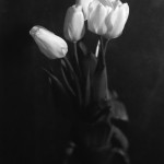 Tulipani-rosa_particolare